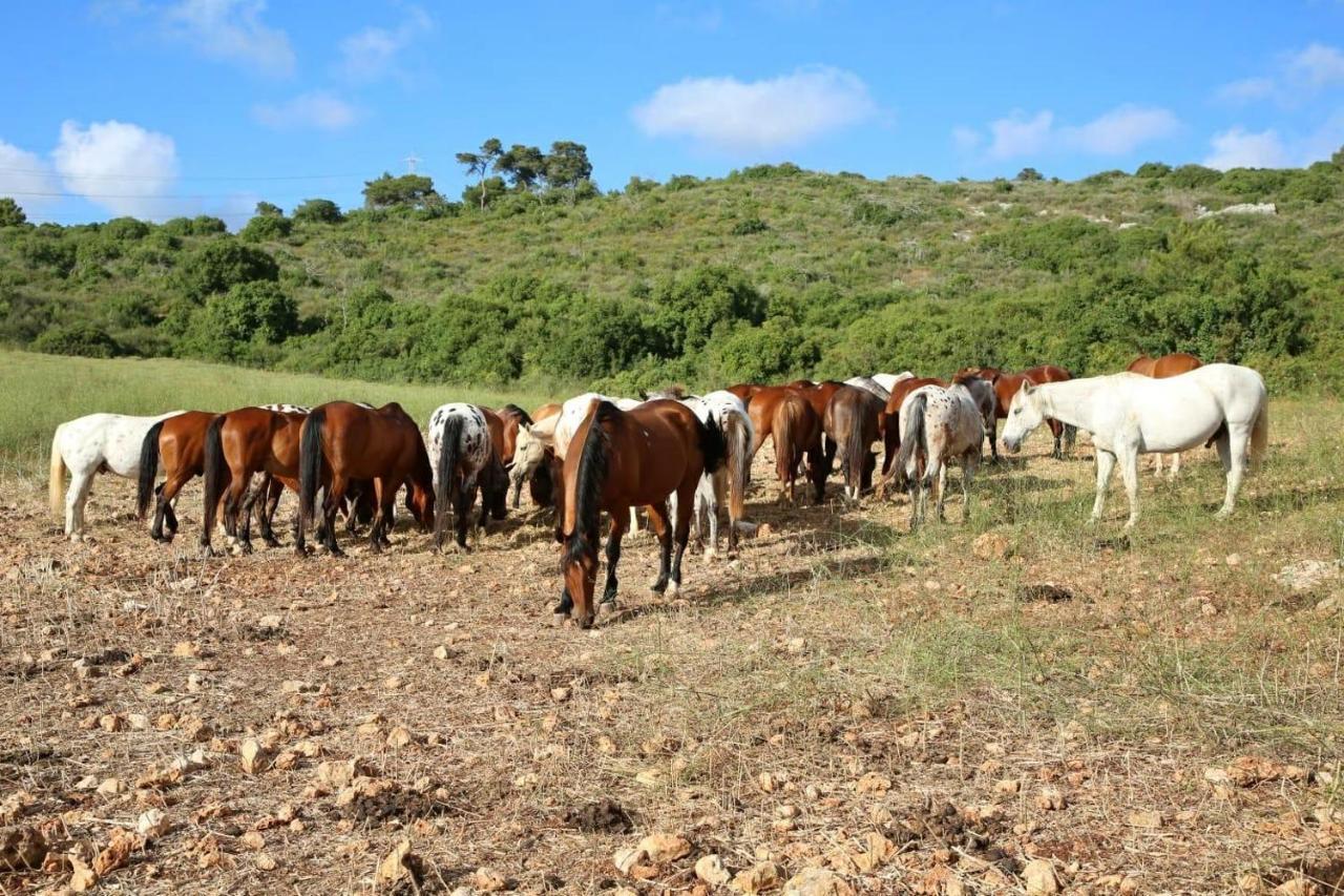 The Riders' Experience - Glamping And Attractions Park- Full Board Beit Oren